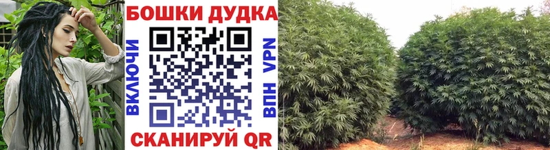 Конопля марихуана  сколько стоит  Избербаш 